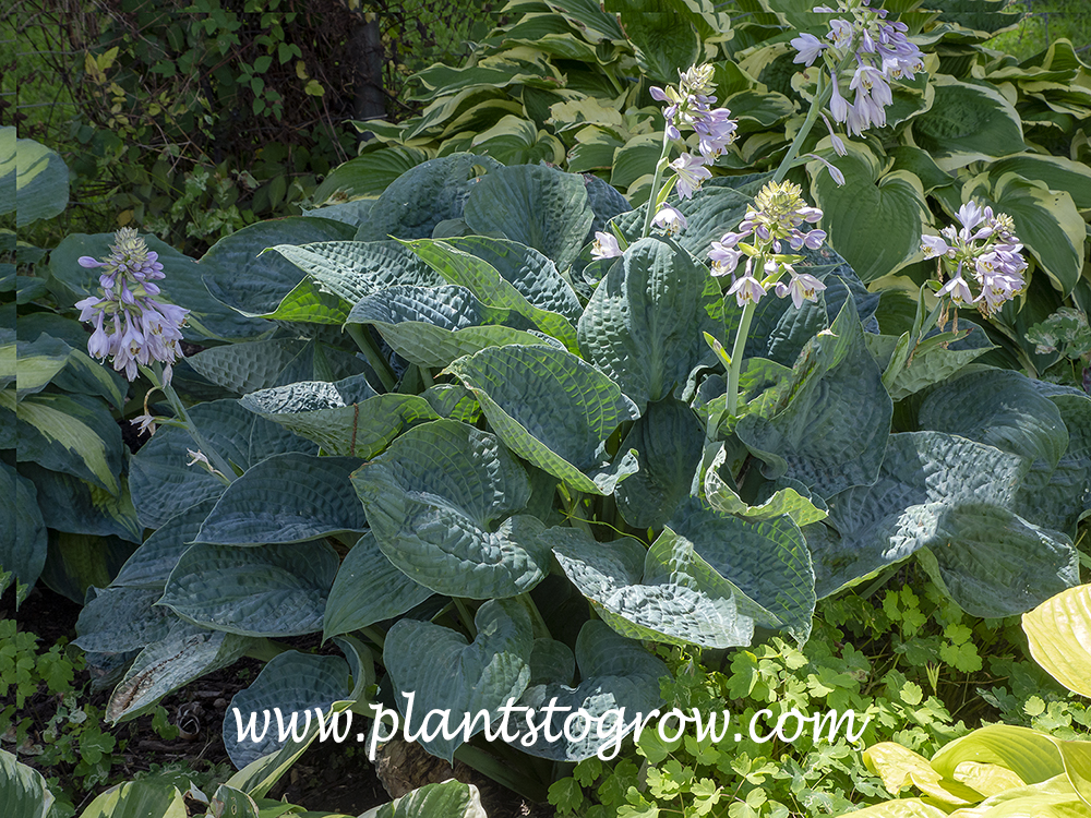 Bam Bam Blue Hosta